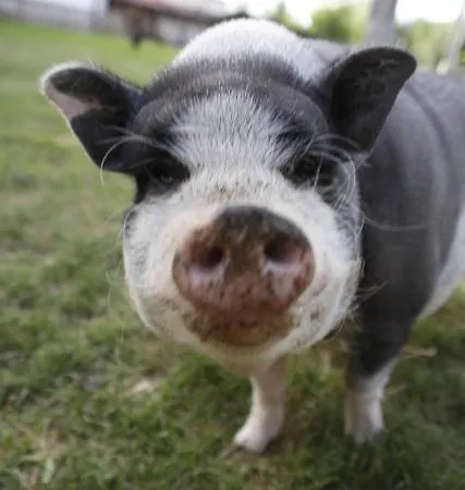 בית הארחה Pension Baarblick 3*