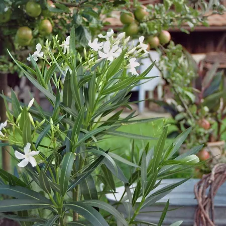 Pension Baarblick בית הארחה 3*