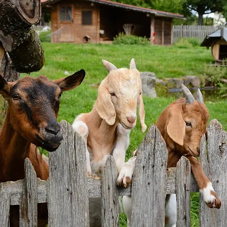 בית הארחה Pension Baarblick דונאו-אשינגן