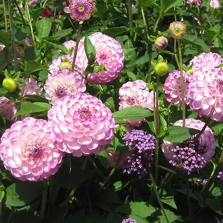 Pension Baarblick בית הארחה דונאו-אשינגן