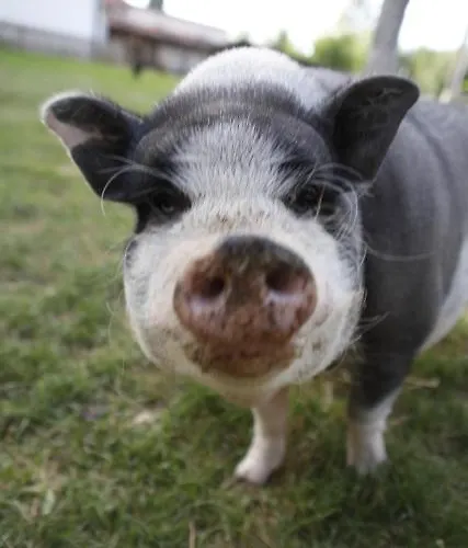 בית הארחה Pension Baarblick 3*