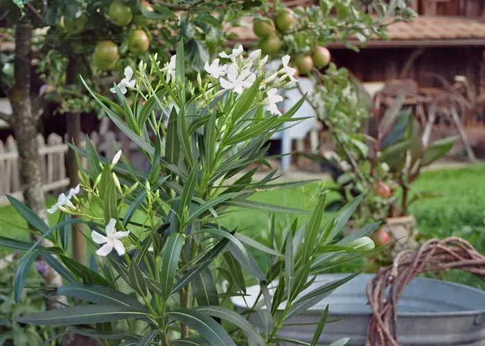 Pension Baarblick בית הארחה 3*