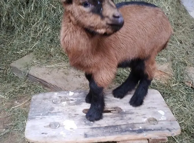 Pension Baarblick בית הארחה 3*