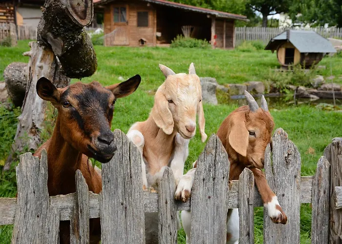 בית הארחה Pension Baarblick דונאו-אשינגן