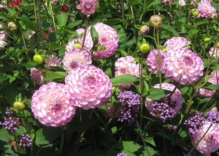 Pension Baarblick בית הארחה דונאו-אשינגן