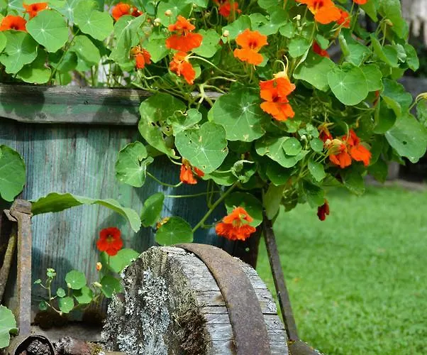 בית הארחה Pension Baarblick 3*